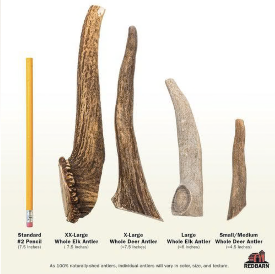 Elk Antler single or case