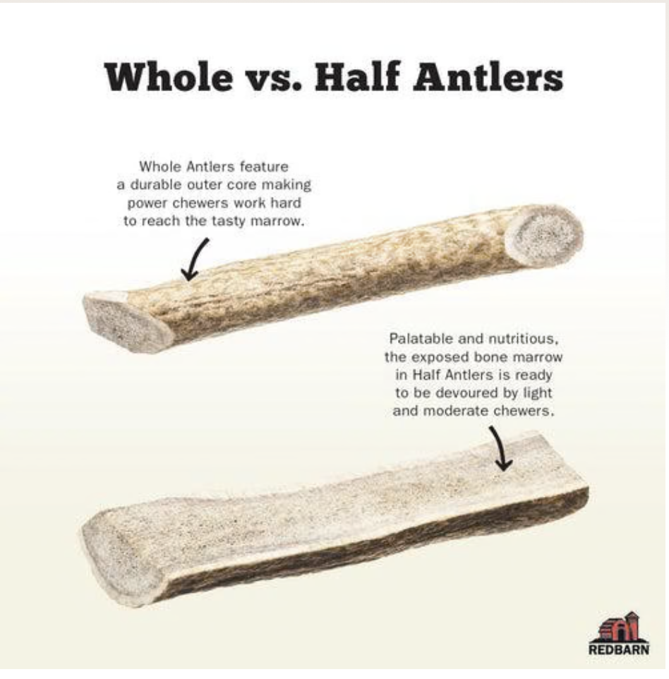 Elk Antler single or case