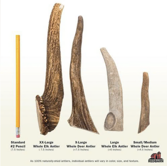 Elk Antler single or case