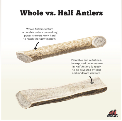 Deer Antler single or case